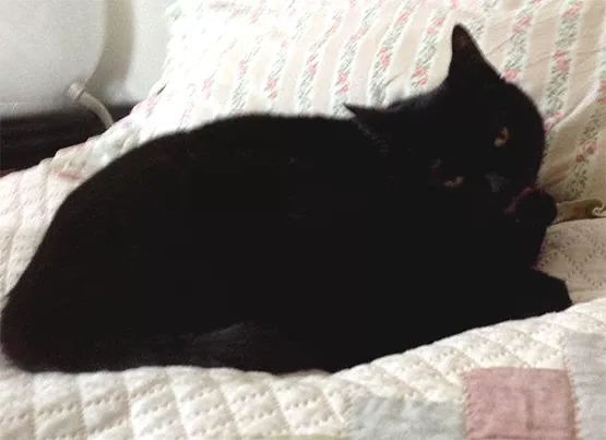 Féline
