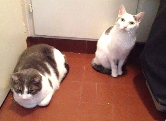 Histoire de 2 chats