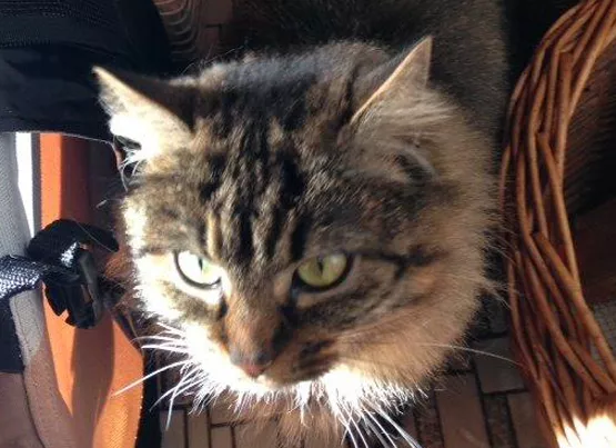 Lola et Garfield